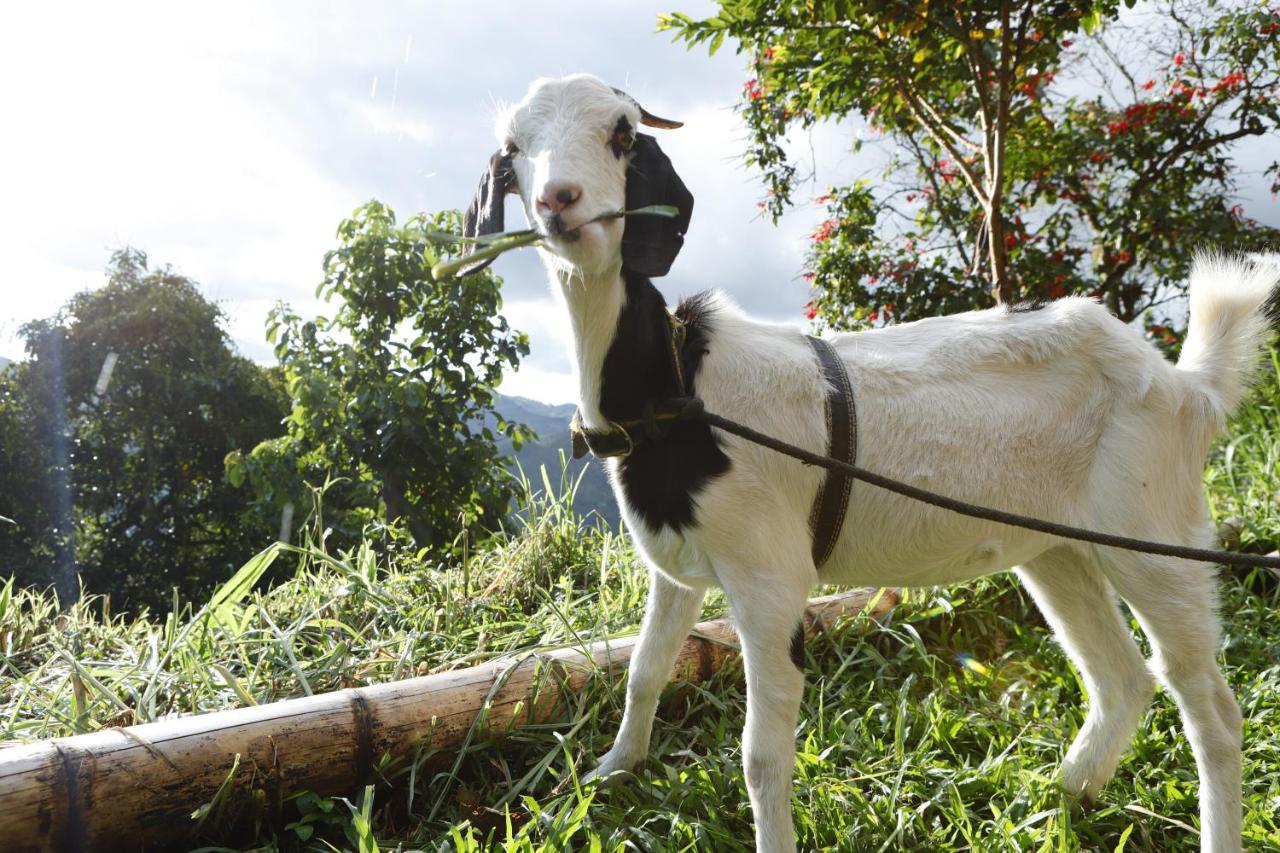 Ecohotel Monteverde La Vega  Eksteriør billede